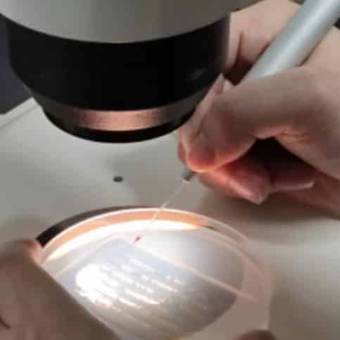 How To Perform Zebrafish Embryos Microinjection- RWD Science