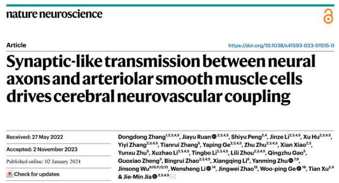  Contact between aSMCs and axons through gaps in astrocytic endfeet