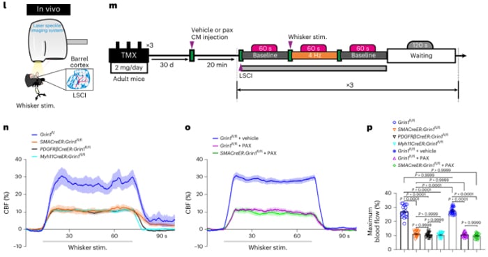  Disruption of Glu-NsMJ transmission significantly inhibited NVC (the laser speckle contrast imaging system of RWD was applied in these experiments to monitor blood flow changes)