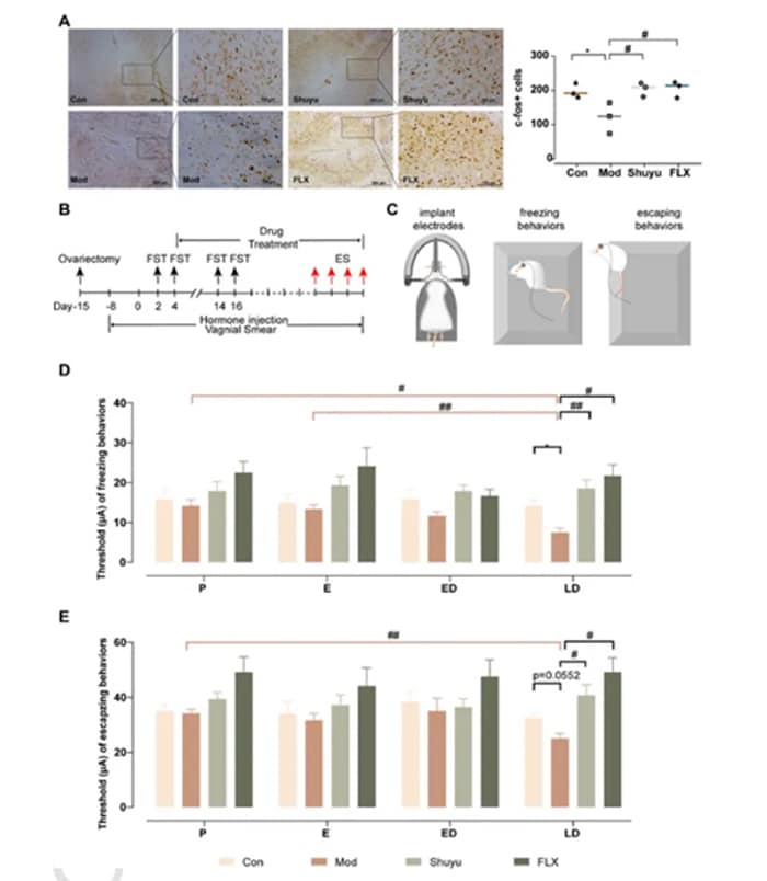 Figure 2. ShuYu Capsule reduces catalepsy and escape behaviors by activating PAG neurons in PMDD rats