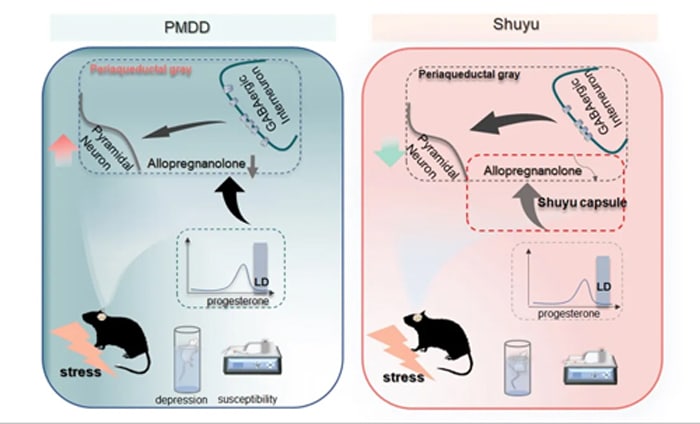 Figure 6: Mechanism of Shuyu Capsule in Improving Somatic and Emotional Symptoms in PMDD Model Rats