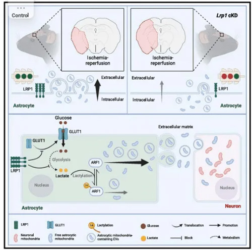 The Regulatory Effect of LRP1 on Astrocyte Mitochondrial Transport