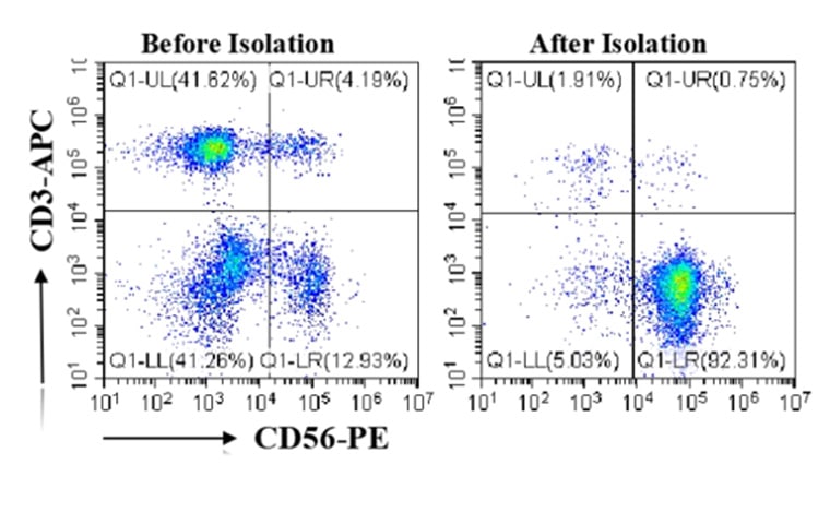 the proportion of human NK cells